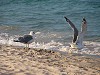 gabbiani in spiaggia