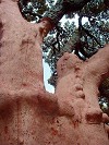 Gallura: il sughero