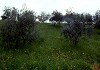 Boschi Sant'Anna