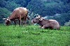Ferrara di Monte Baldo