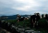 Marano di Valpolicella
