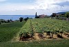 Il corno d'Aquilio