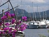 bouganville a Cannigione