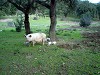 La cultura degli stazzi