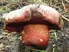 Per funghi nella zona di Pau
