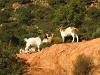 capre-in-zona-Gairo-Marina