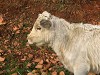 fauna di Ogliastra