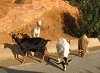 capre-a-spasso in Ogliastra