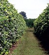 Sorbara e la sua tradizione vinicola