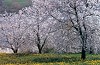 Itinerari a Castelvetro di Modena: Solignano