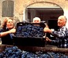 Il Consorzio Tutela del Lambrusco di Modena