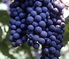 Lambrusco di Modena