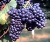Lambrusco di Modena