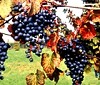 Lambrusco di Modena