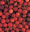 Vignola e le ciliege...