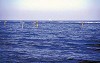 il-mare-Adriatico
