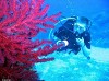 Alghero: Grotta di Nettuno