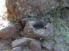 Archeologia in Sardegna: particolare di nuraghe