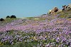tappeto di fiori nella Valle della Luna
