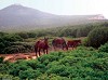 Parco Nazionale dell’Isola dell’Asinara