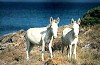 Isola dell’Asinara - Fornelli